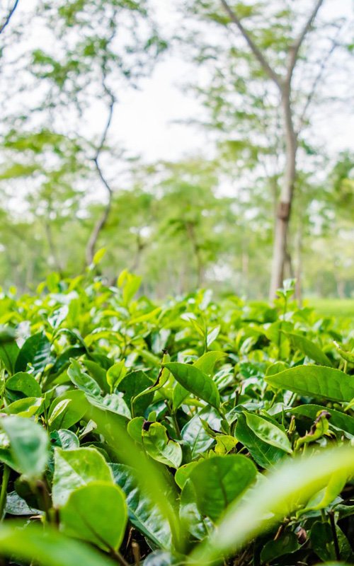 Assam Tea