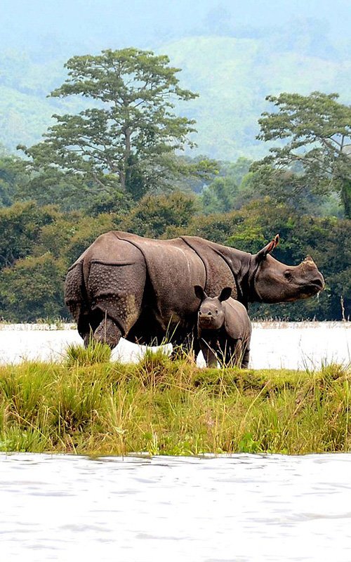 Kaziranga National Park