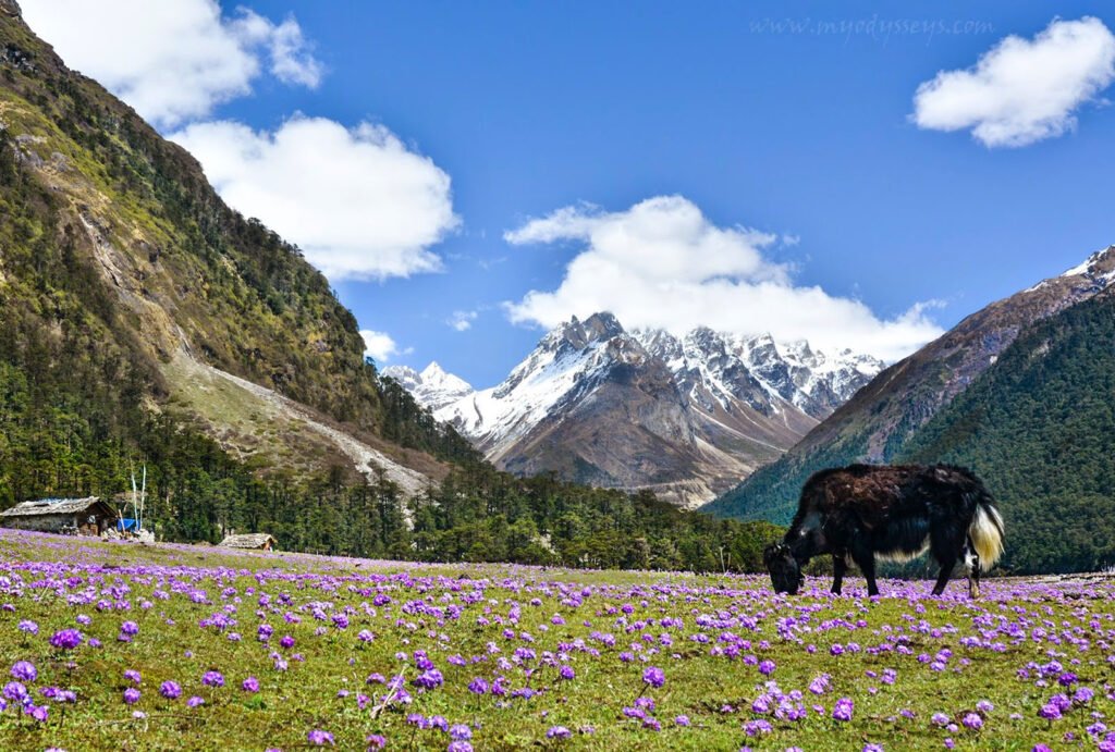 Mystic Sikkim